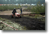 alastaro_4-2008_147.gif